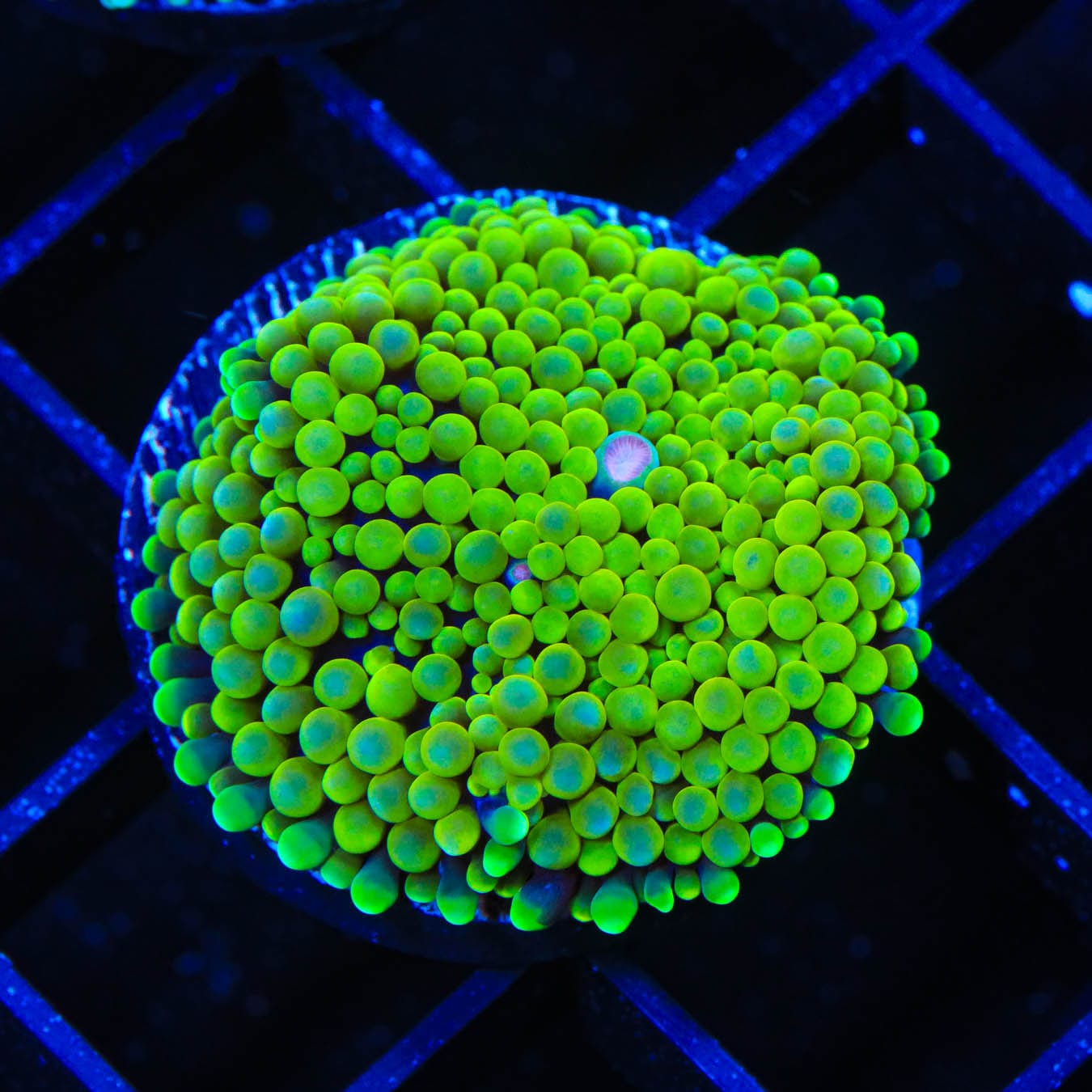 Lime Ricordea Coral