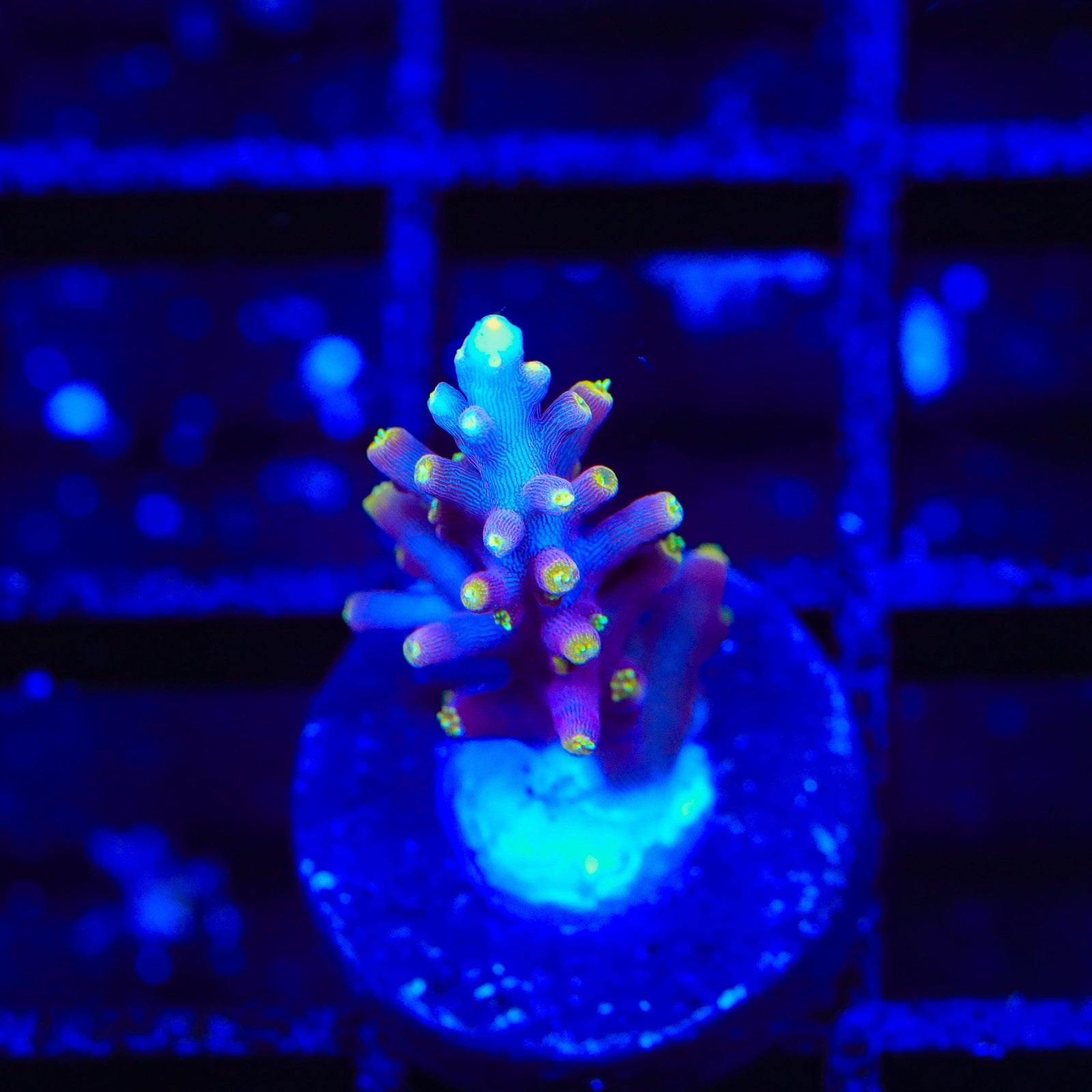 Little Red Ferrari Acropora Coral