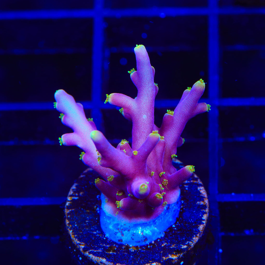 Little Red Ferrari Acropora Coral