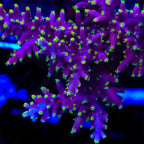 Little Red Ferrari Acropora Coral