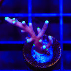 Little Red Ferrari Acropora Coral