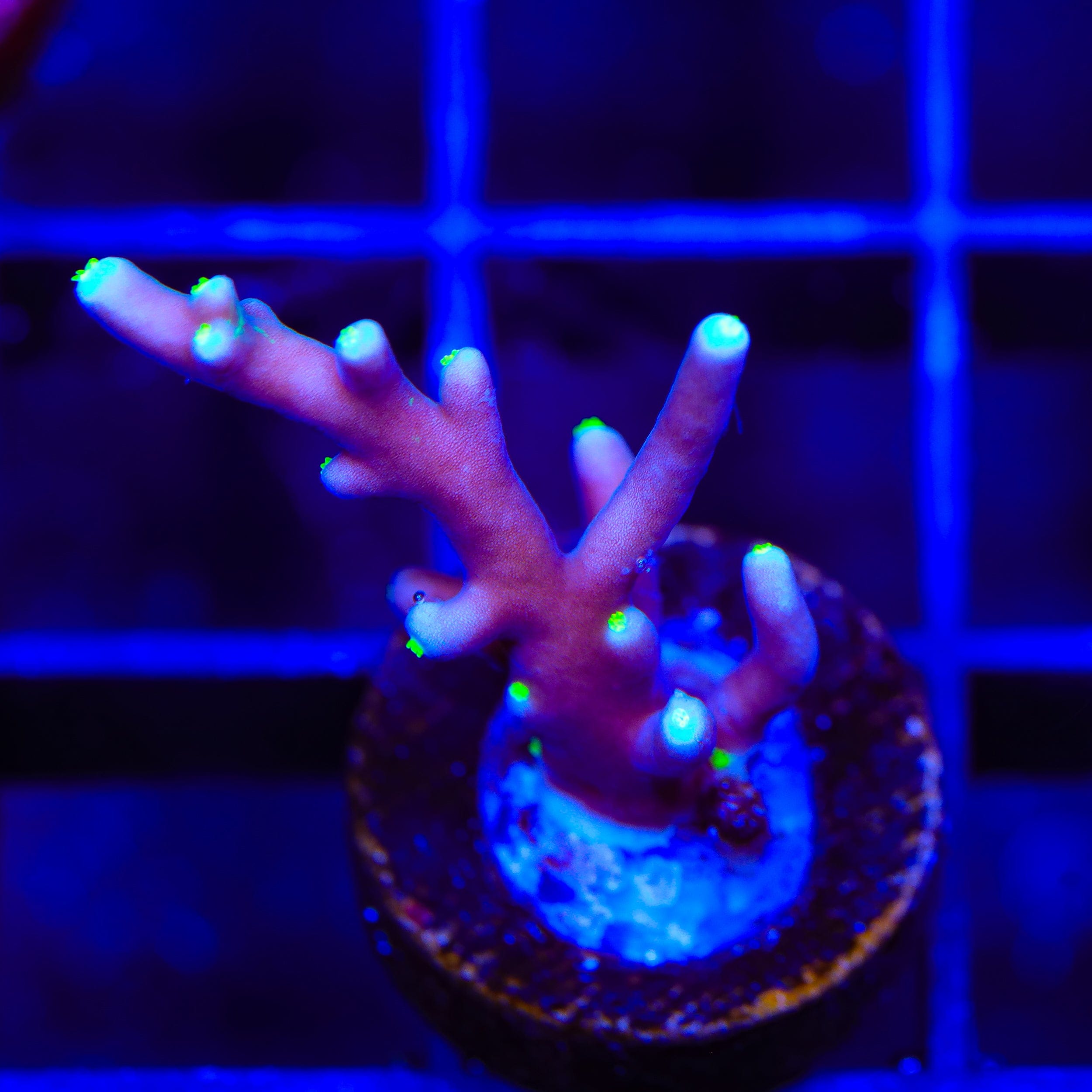 Little Red Ferrari Acropora Coral