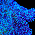 Long Polyp Toadstool Leather Coral