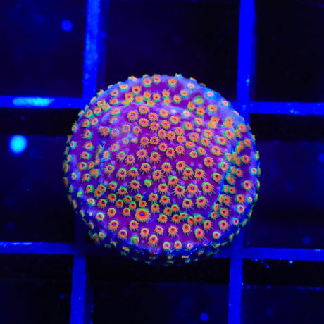 Looney Tunes Stylocoeniella Coral