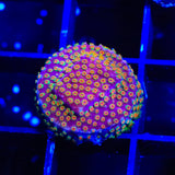 Looney Tunes Stylocoeniella Coral