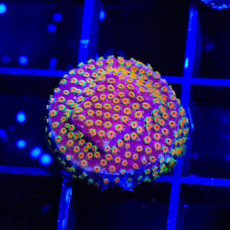 Looney Tunes Stylocoeniella Coral