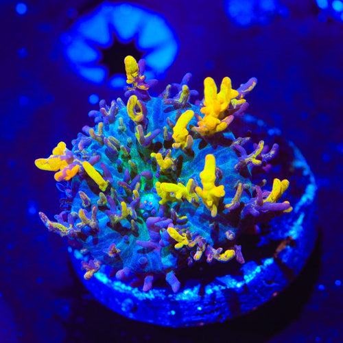 Magic Carpet Persian Rug Mushroom Coral