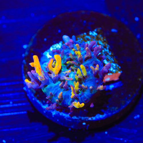 Magic Carpet Persian Rug Mushroom Coral
