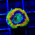 Mardi Gras Acan Coral