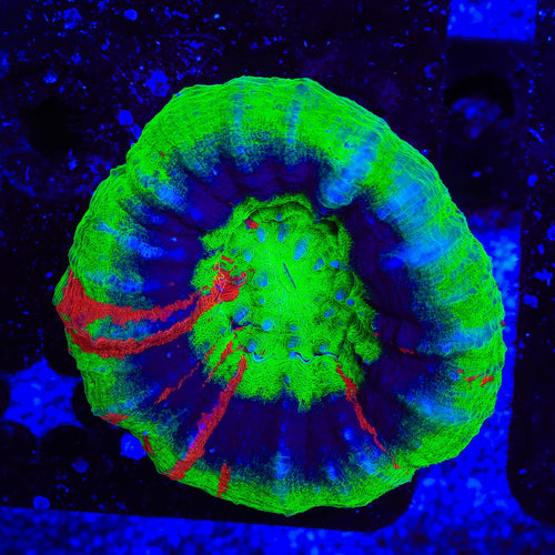 Master Scolymia Coral