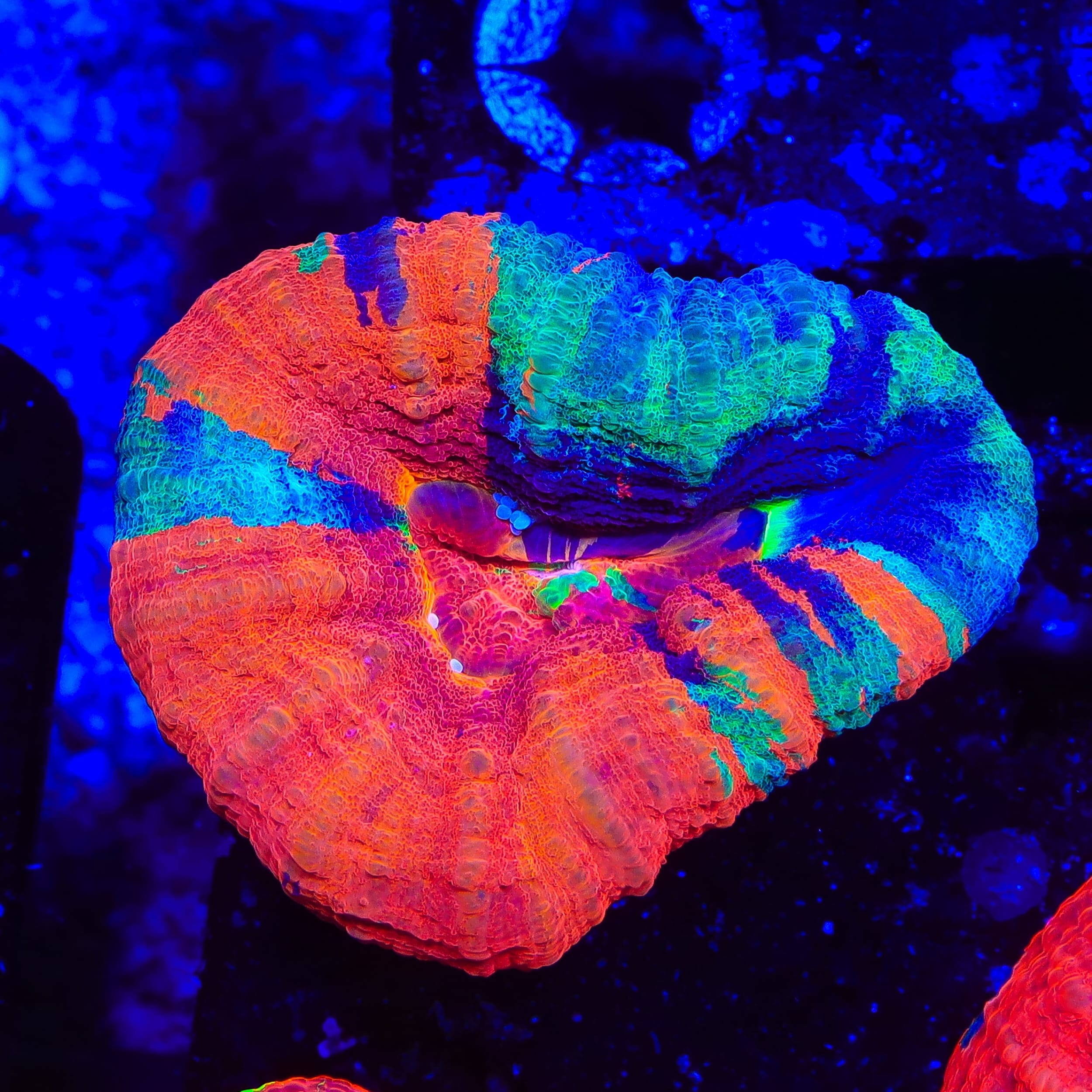 Master Scolymia Coral