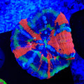 Master Scolymia Coral