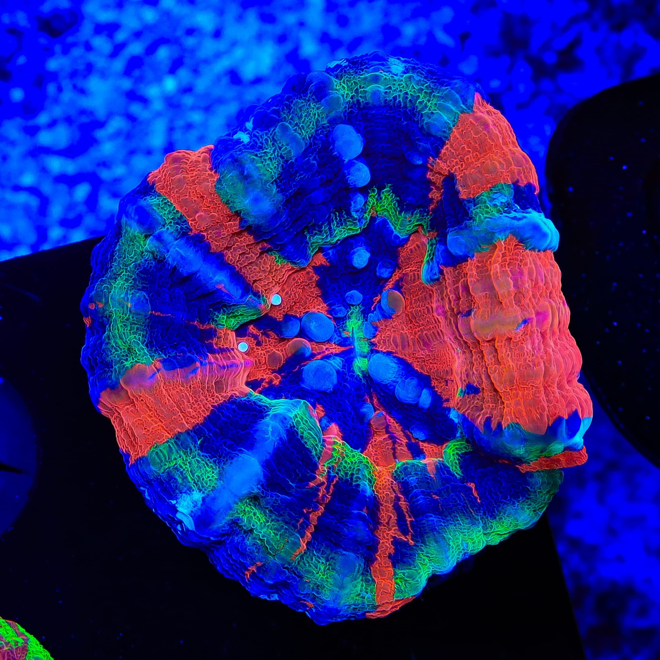 Master Scolymia Coral