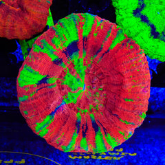Master Scolymia Coral