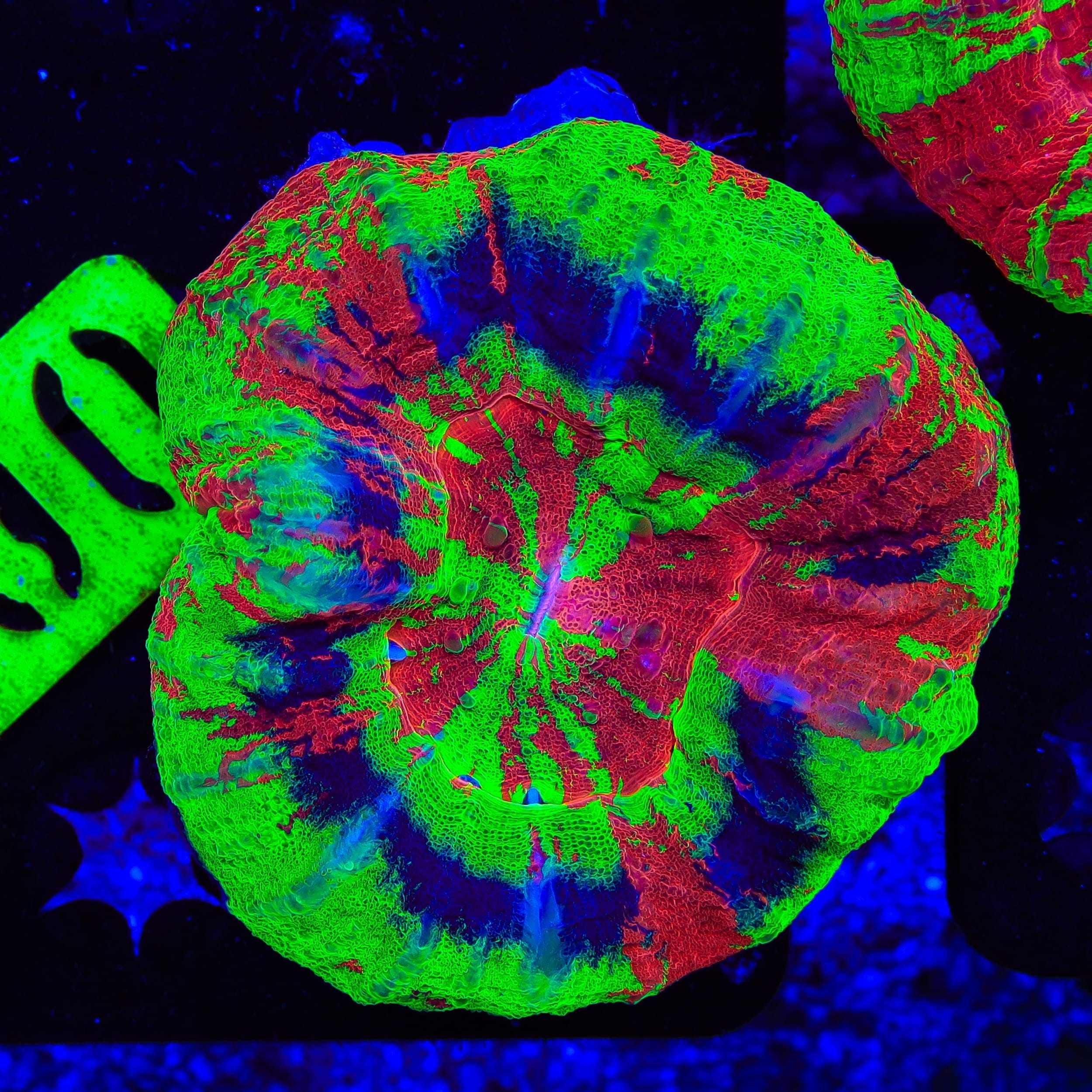 Master Scolymia Coral