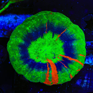 Master Scolymia Coral