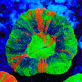 Master Scolymia Coral