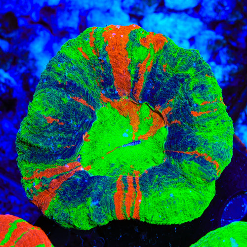 Master Scolymia Coral