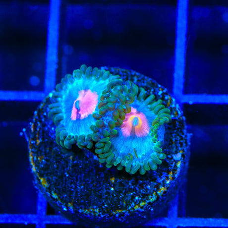 Miami Vice Zoanthids Coral