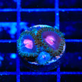 Miami Vice Zoanthids Coral