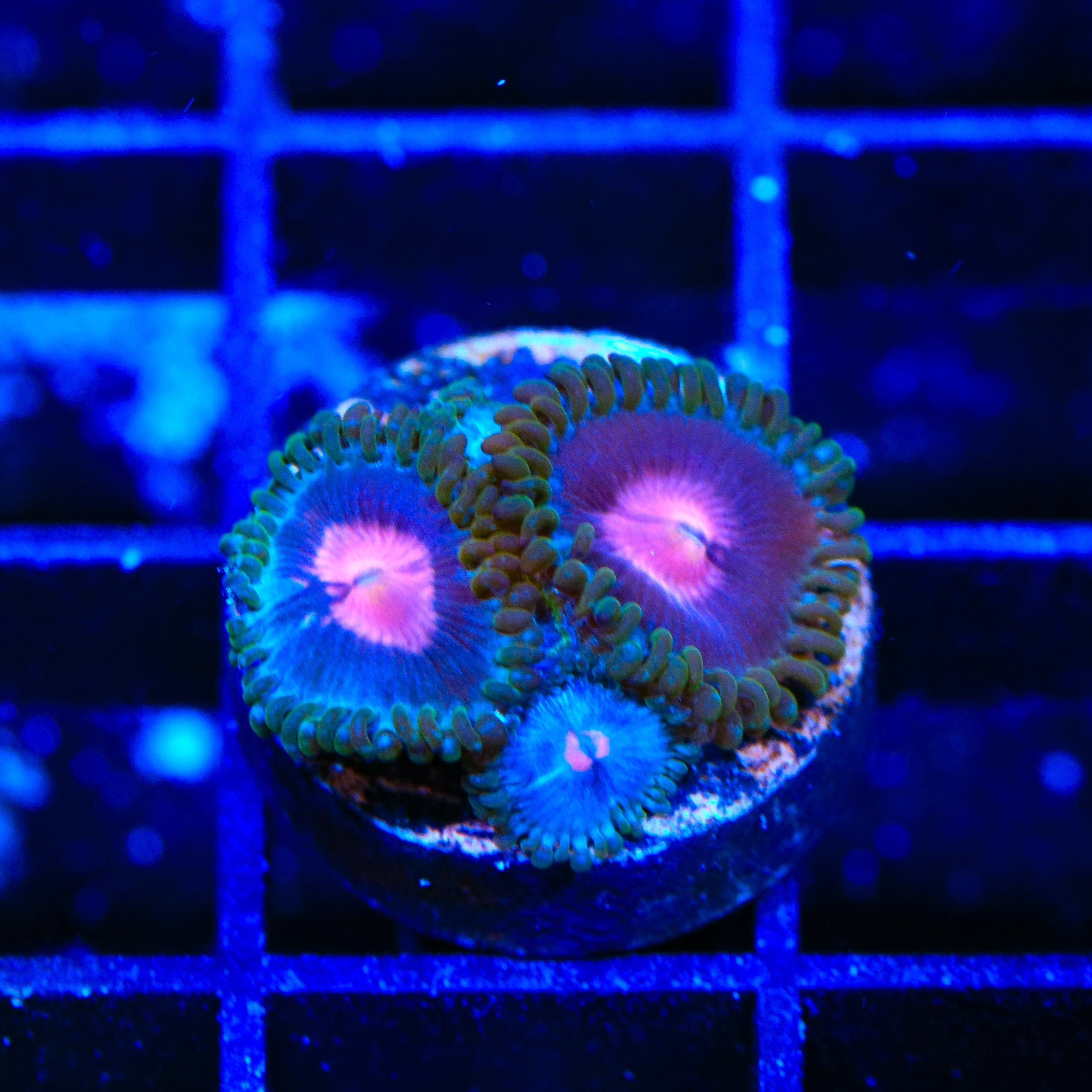 Miami Vice Zoanthids Coral