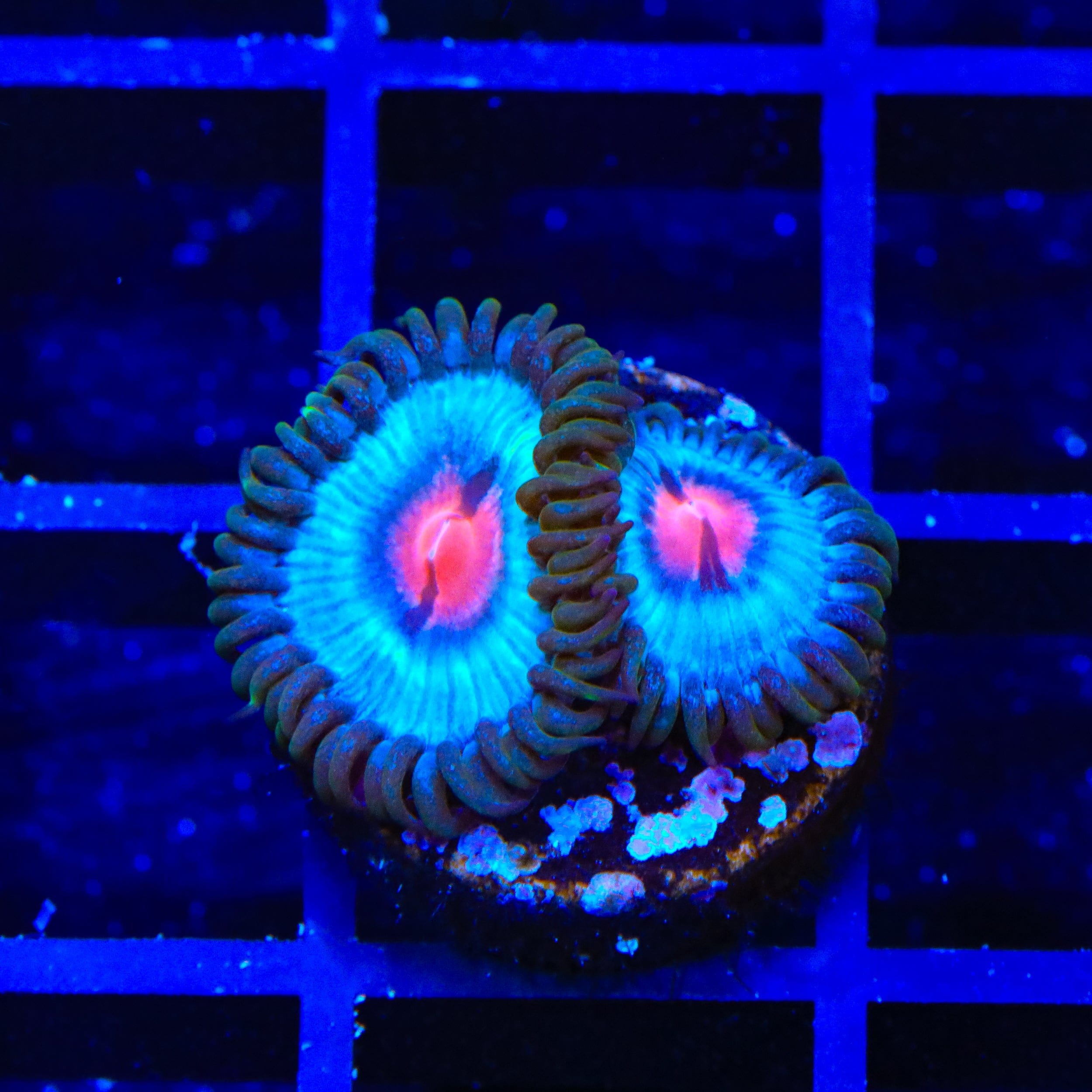 Miami Vice Zoanthids Coral