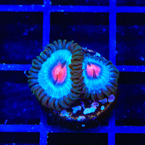 Miami Vice Zoanthids Coral