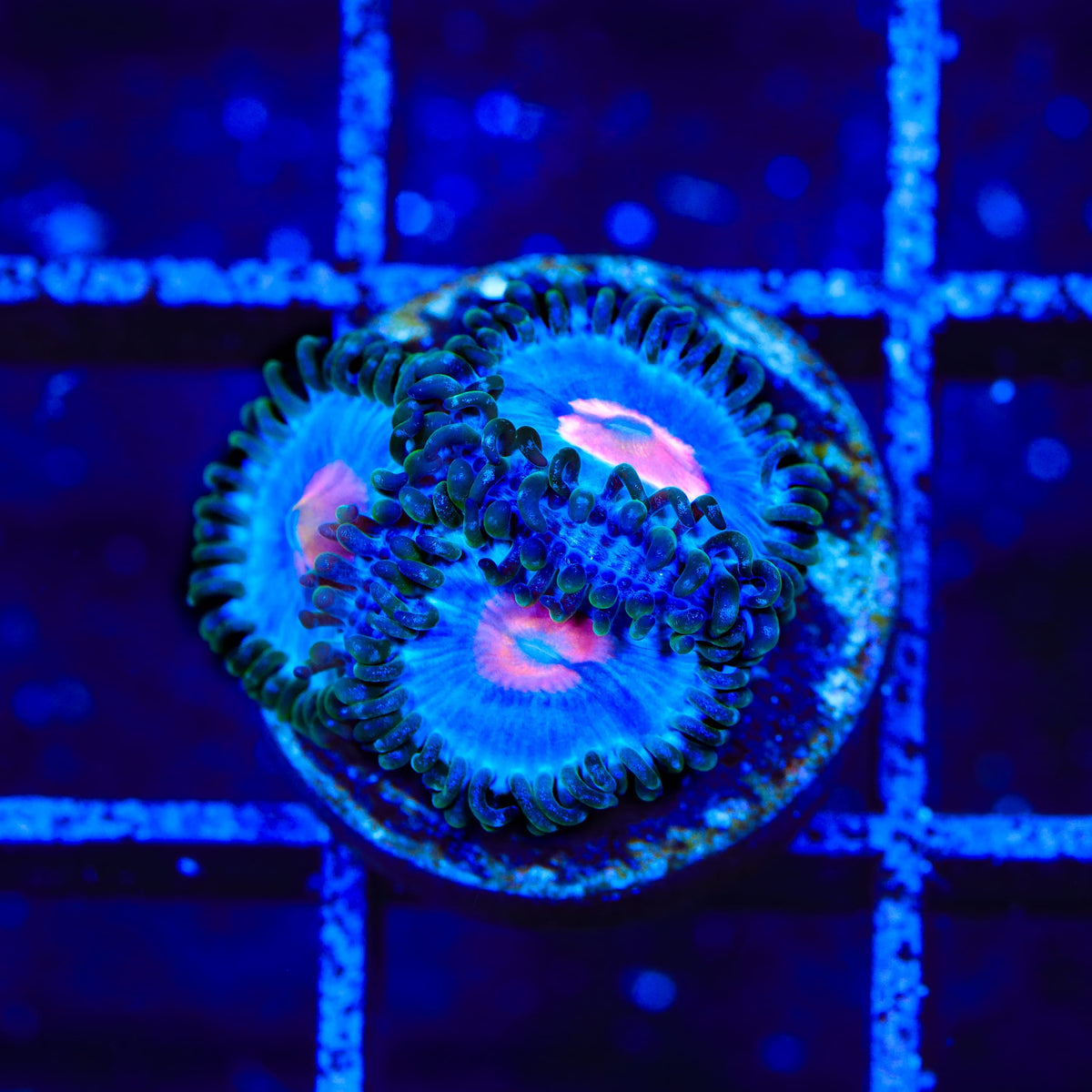 Miami Vice Zoanthids Coral