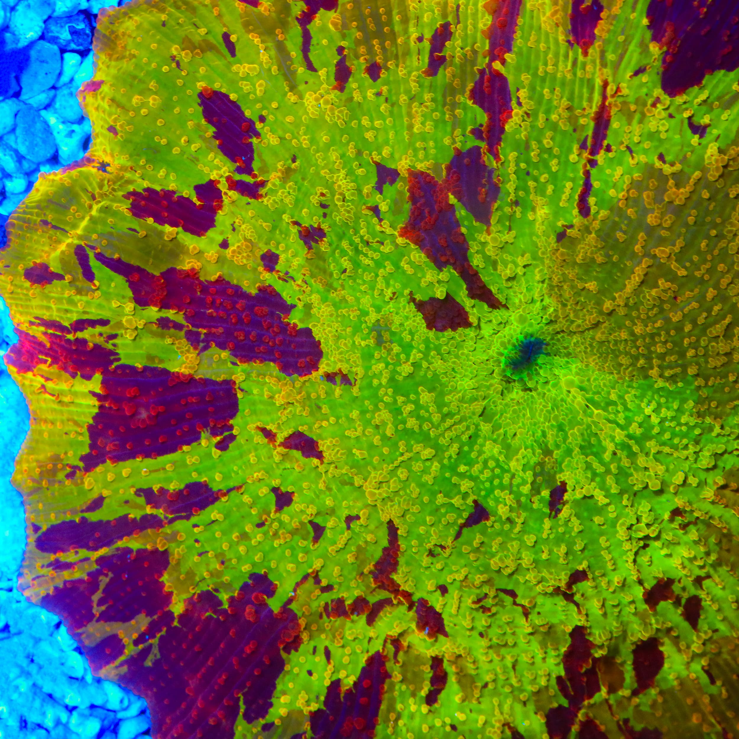 Morning Star Jawbreaker Mushroom Coral