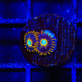 Murder Hornet Zoanthids Coral