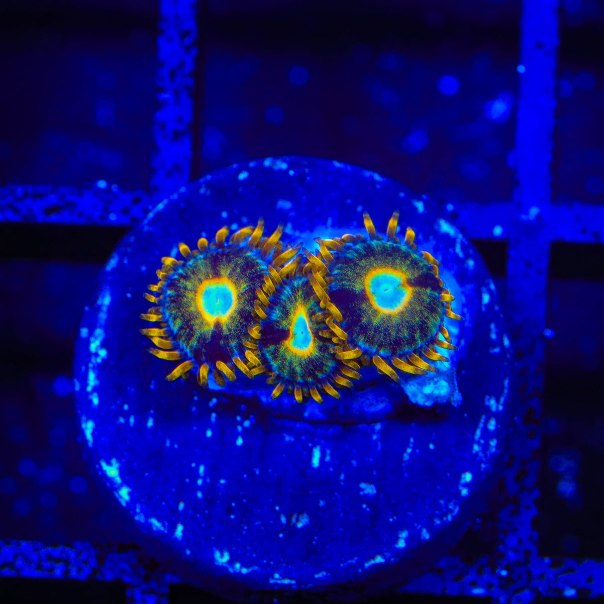 Murder Hornet Zoanthids Coral