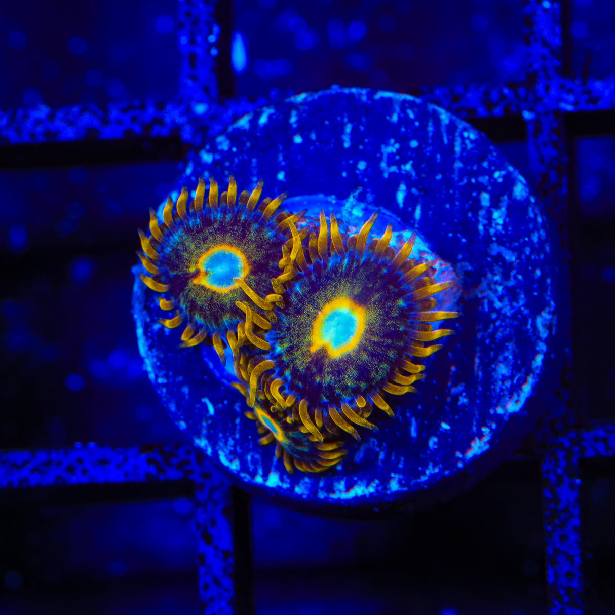 Murder Hornet Zoanthids Coral