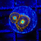 Murder Hornet Zoanthids Coral