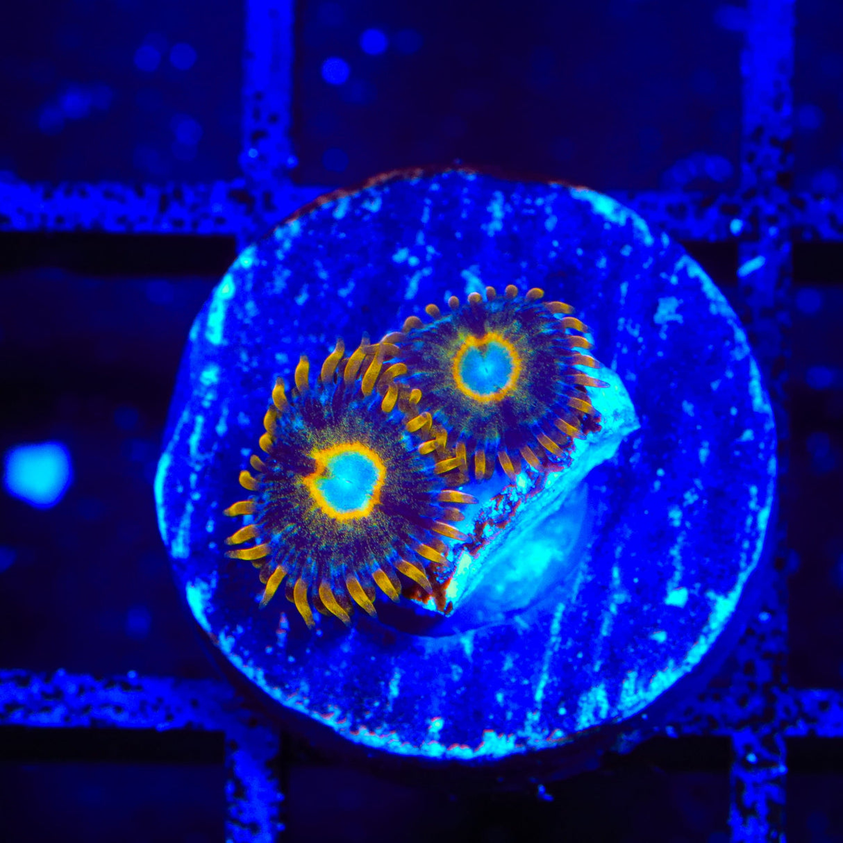 Murder Hornet Zoanthids Coral