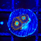 Murder Hornet Zoanthids Coral