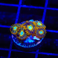 Murder Hornet Zoanthids Coral