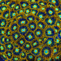 Murder Hornet Zoanthids Coral