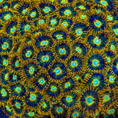 Murder Hornet Zoanthids Coral