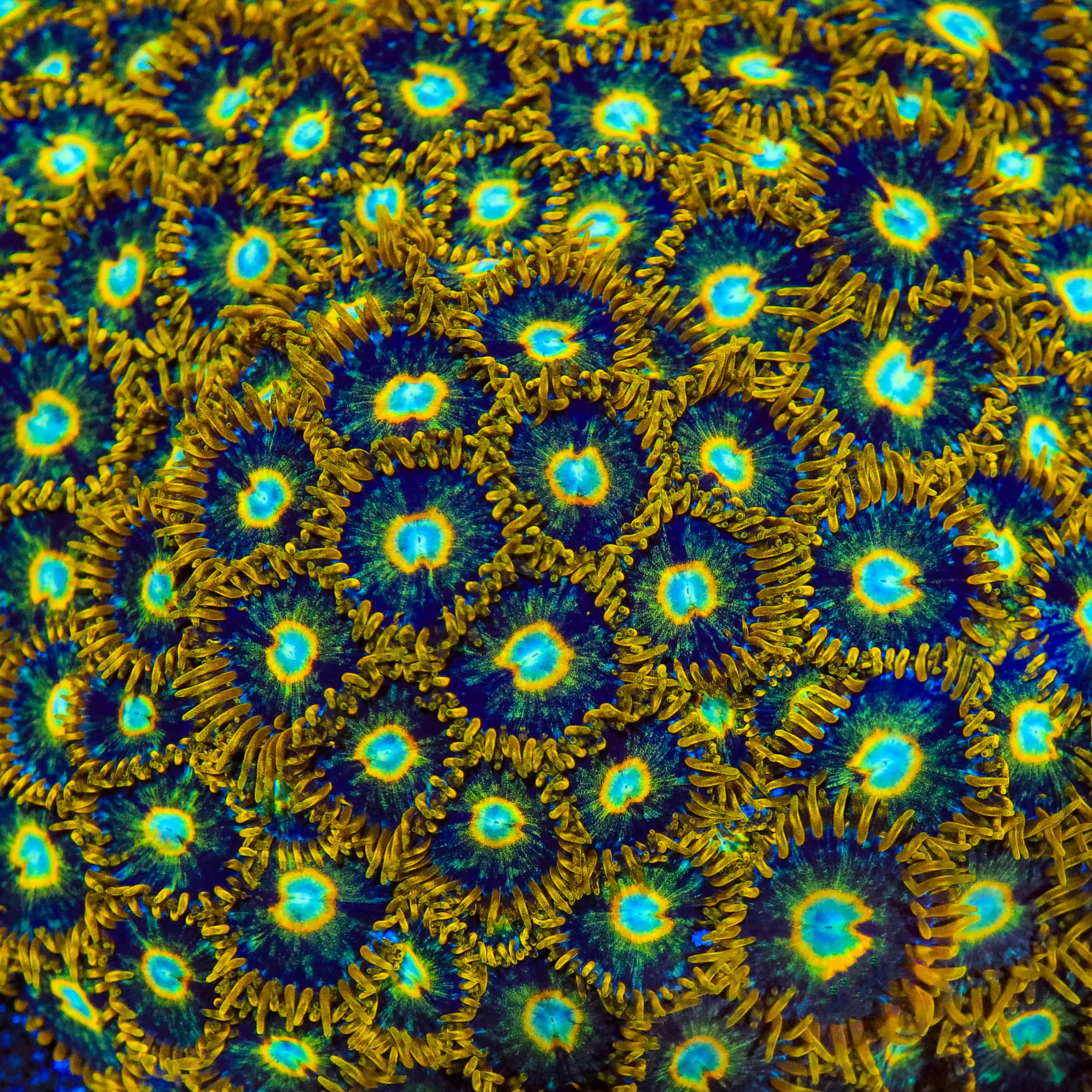 Murder Hornet Zoanthids Coral