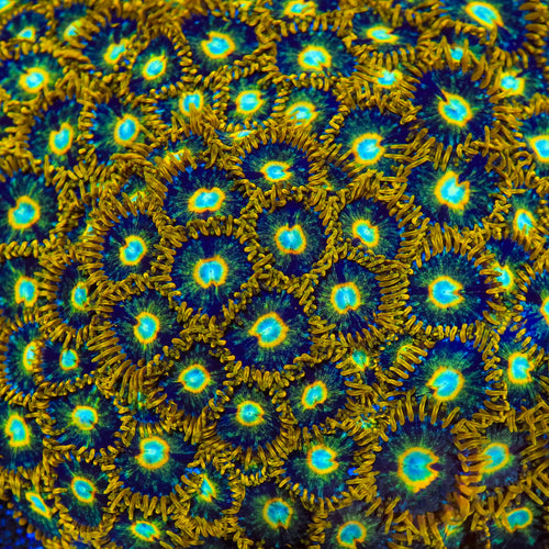 Murder Hornet Zoanthids Coral