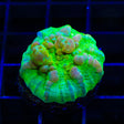 Neon Cosmic Candy Bounce Chalice Coral