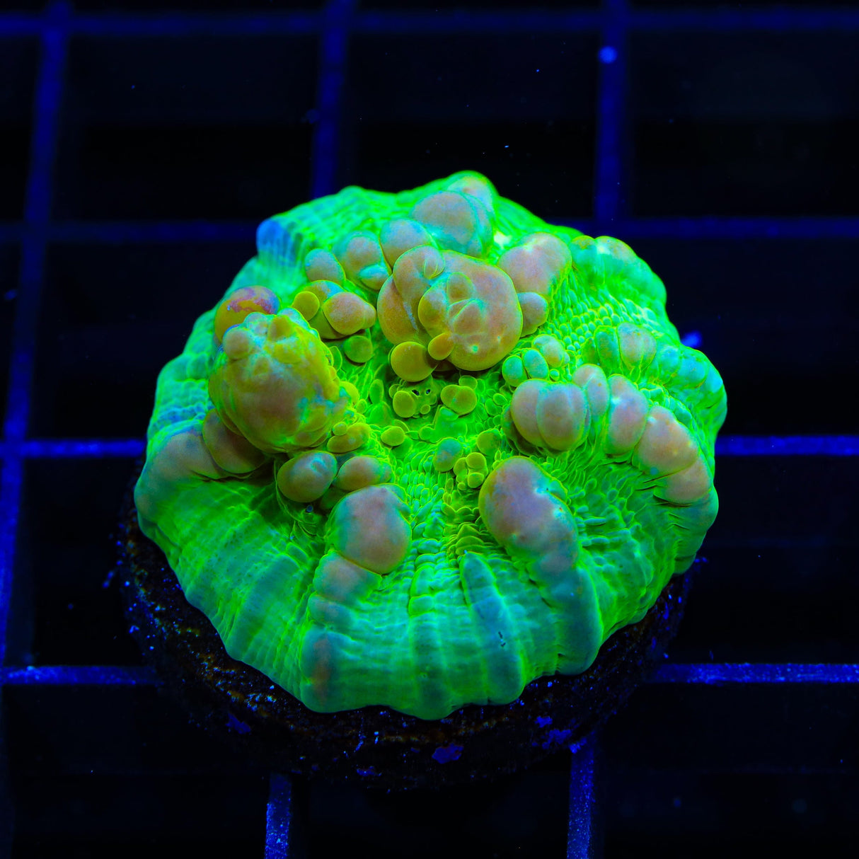 Neon Cosmic Candy Bounce Chalice Coral