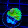 Neon Cosmic Candy Bounce Chalice Coral