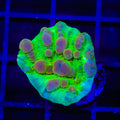 Neon Cosmic Candy Bounce Chalice Coral