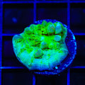 Neon Cosmic Candy Bounce Chalice Coral
