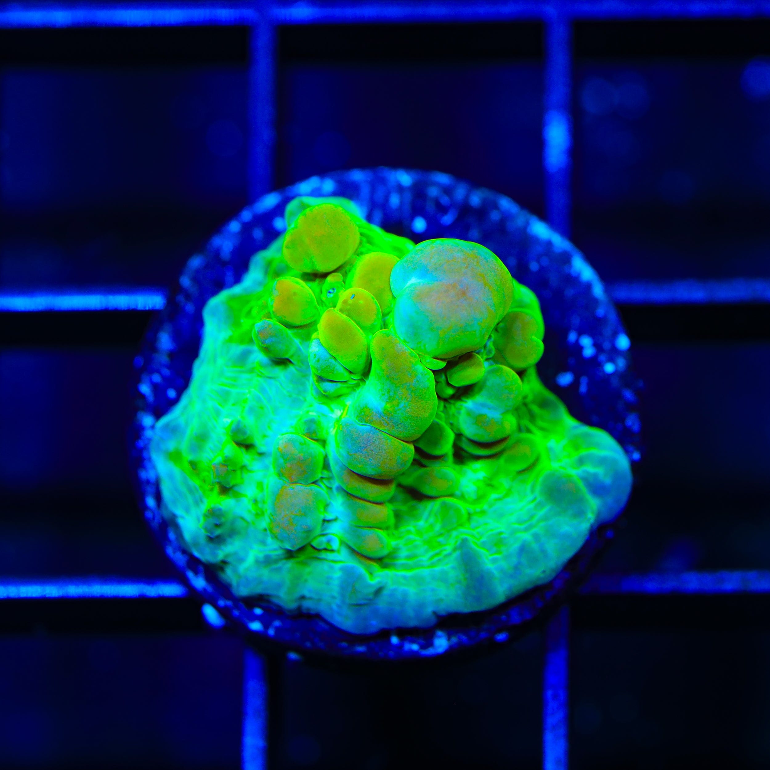 Neon Cosmic Candy Bounce Chalice Coral