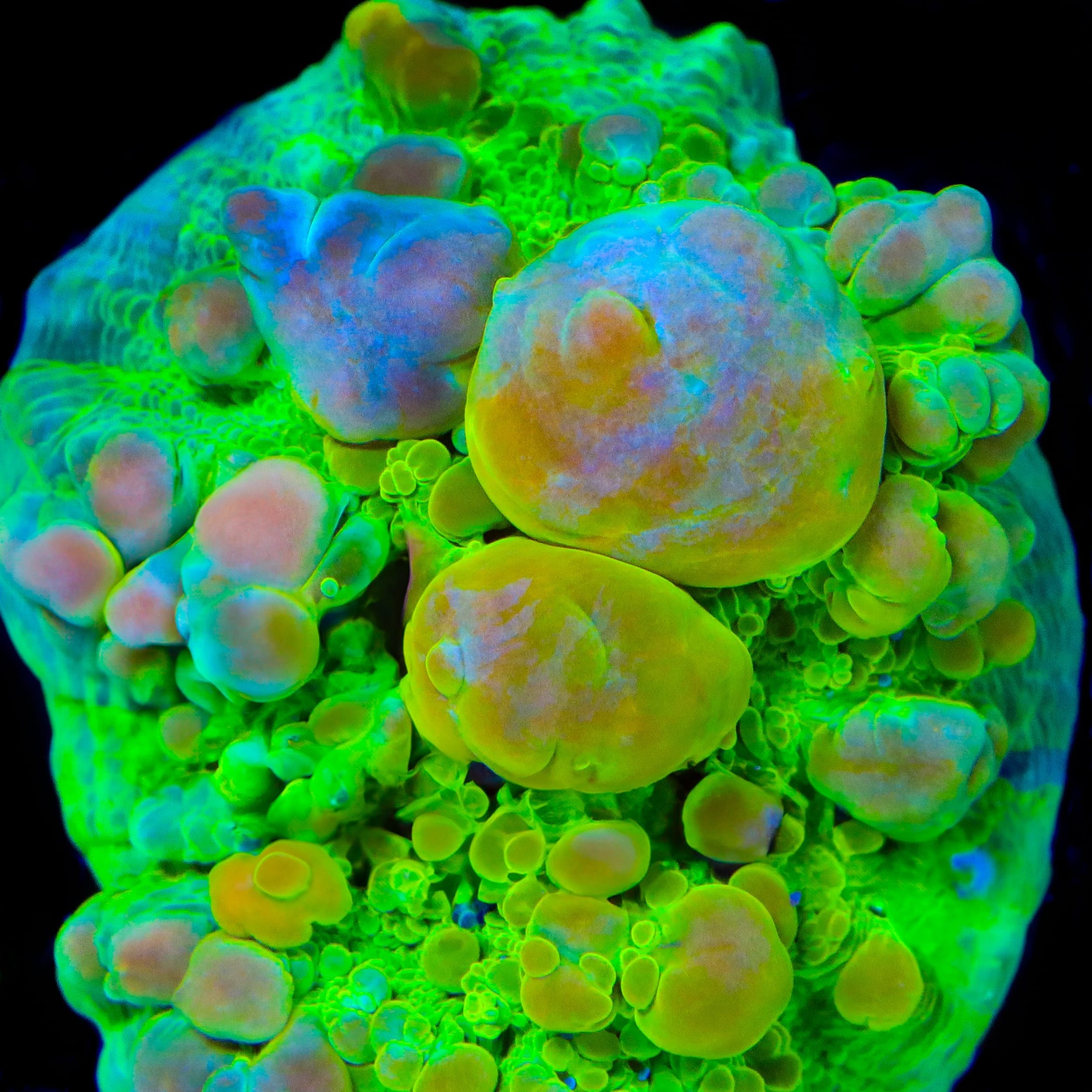 Neon Cosmic Candy Bounce Chalice Coral