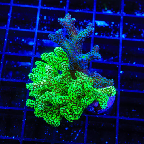 Neon Green and Bird of Paradise Birdsnest Coral