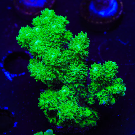 Neon Green Branching Hydnophora XL Frag Coral