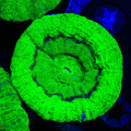 Neon UFO Scolymia Coral